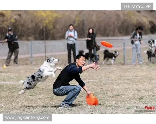 北京飞盘队在阵地战中的表现分析与战术反思