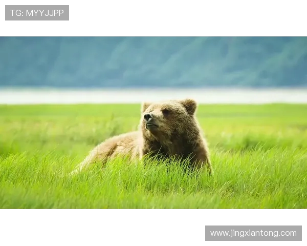 棕熊与二十只狼的生死对决谁能在森林中称王称霸